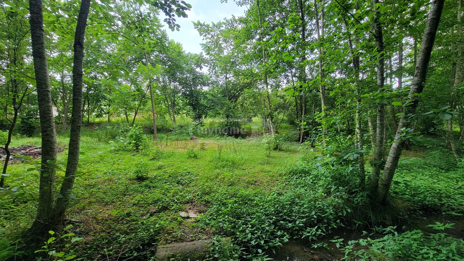 For Sale Sasoplo-Sameurneo Land Plot Ozurgetis Munitsipalitetshi view 1