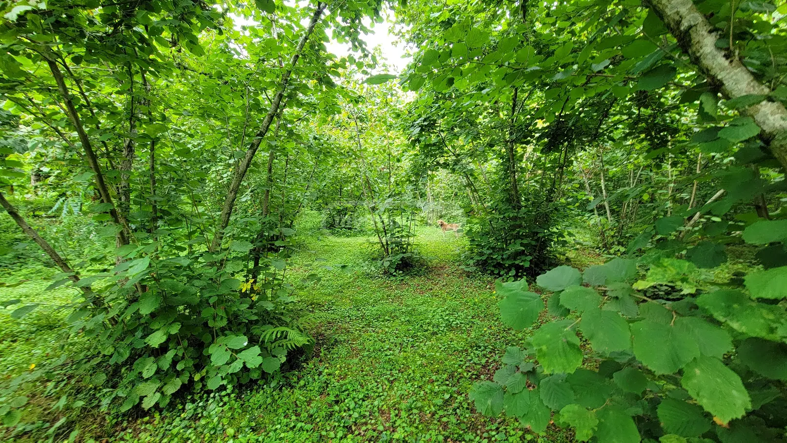 For Sale Sasoplo-Sameurneo Land Plot Ozurgetis Munitsipalitetshi view 7