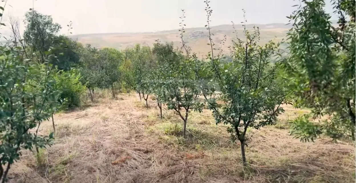 For Sale Sasoplo-Sameurneo Land Plot Tetritsqaros Raionshi view 6