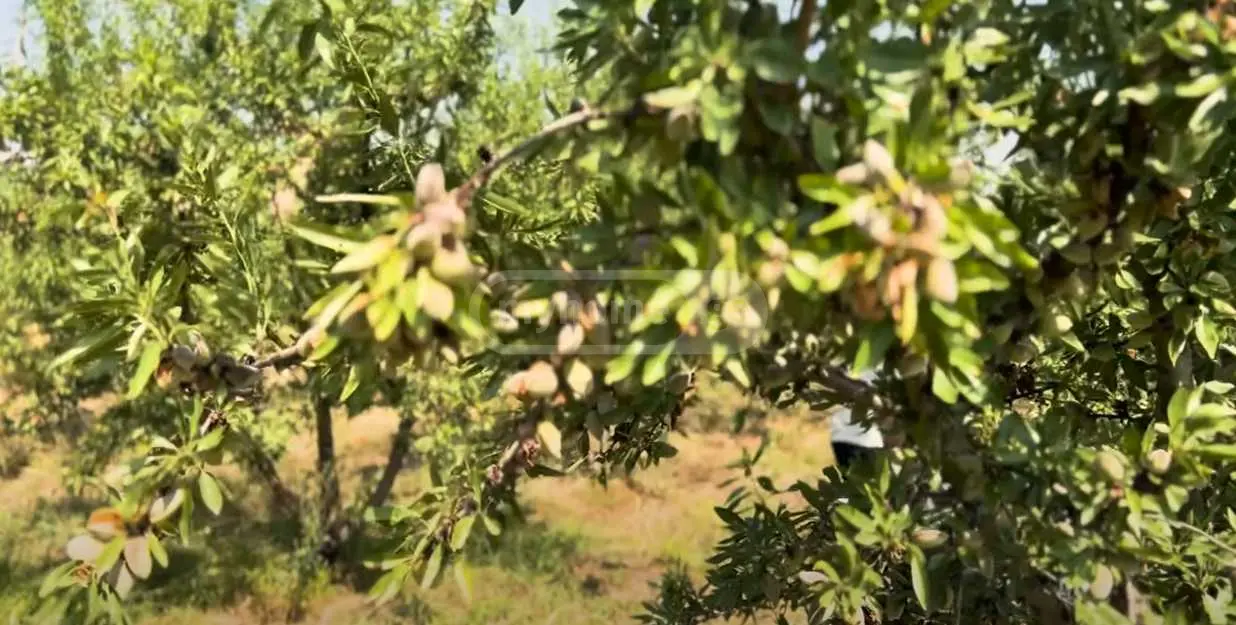 For Sale Sasoplo-Sameurneo Land Plot Tetritsqaros Raionshi view 1