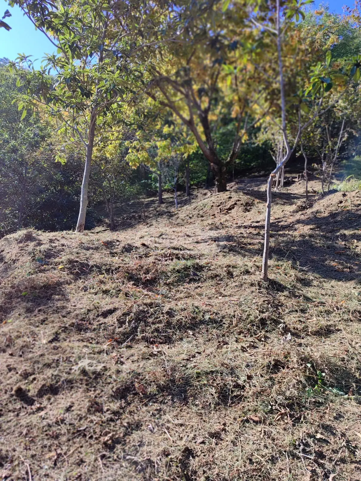 For Sale Sasoplo-Sameurneo Land Plot In Batumi, 3 of 7