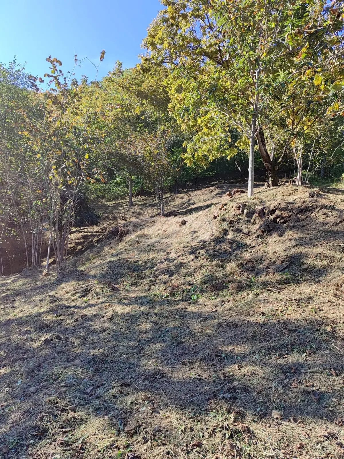 For Sale Sasoplo-Sameurneo Land Plot In Batumi, 5 of 7