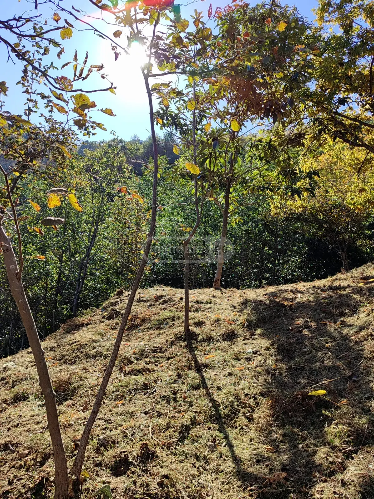 For Sale Sasoplo-Sameurneo Land Plot In Batumi, 4 of 7