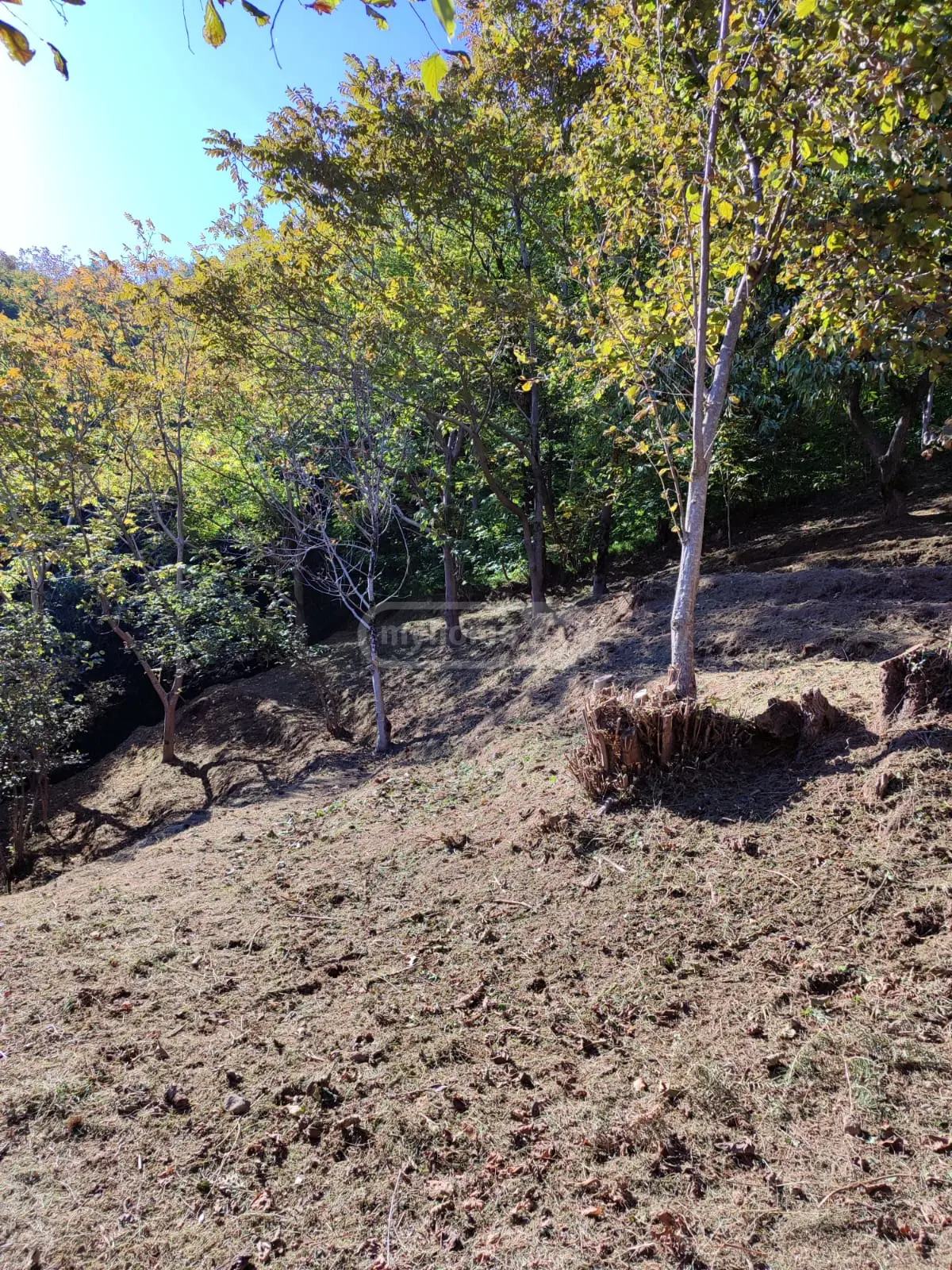 For Sale Sasoplo-Sameurneo Land Plot In Batumi, 6 of 7