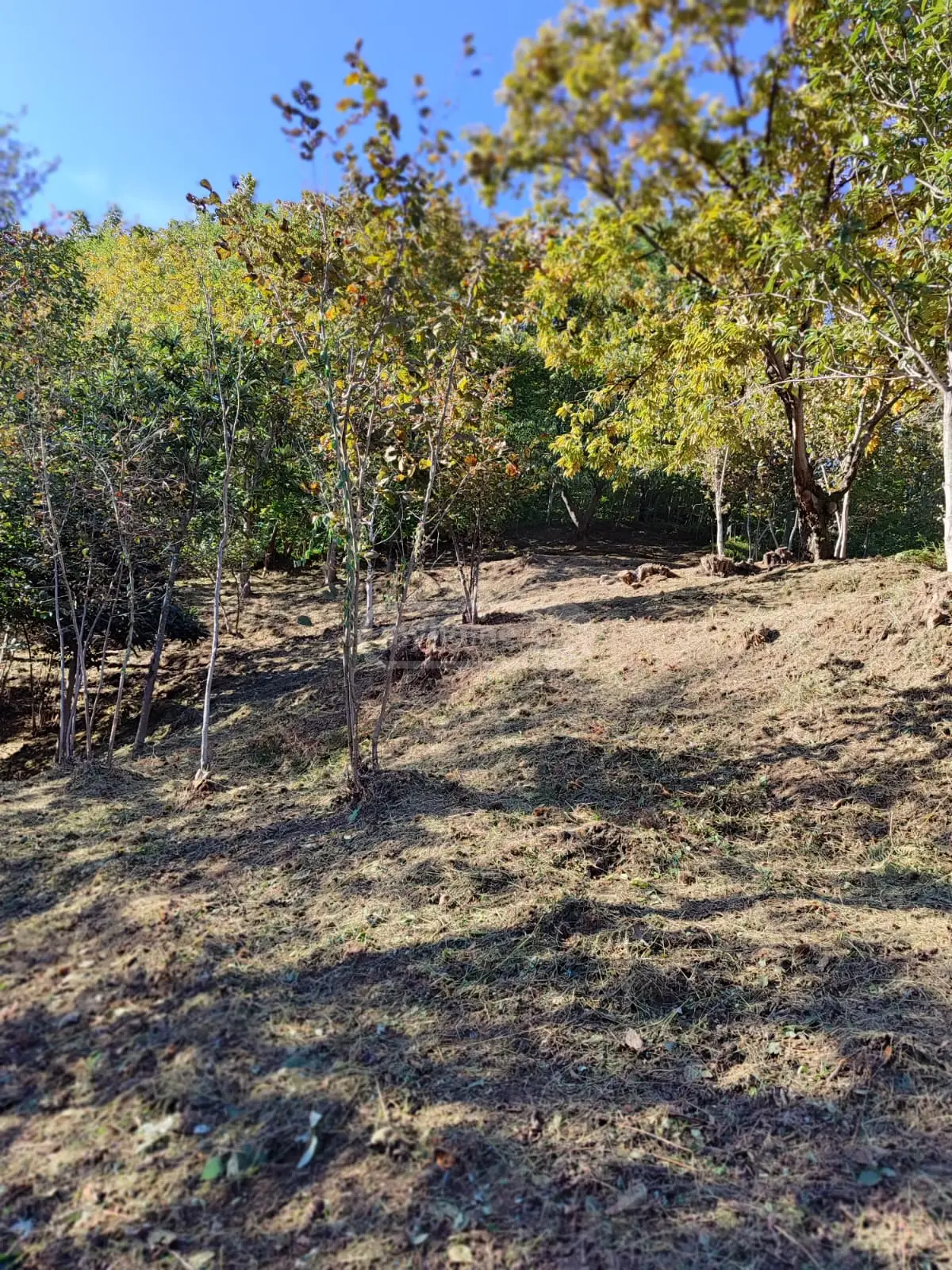 For Sale Sasoplo-Sameurneo Land Plot In Batumi, 2 of 7