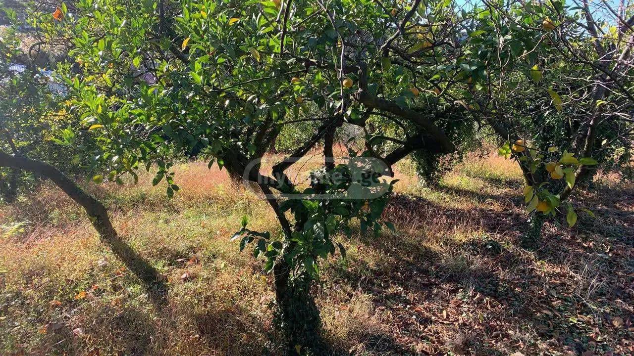 For Sale Sasoplo-Sameurneo Land Plot Kobuletis Munitsipalitetshi view 2