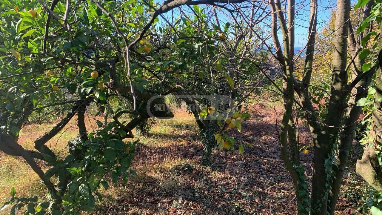 For Sale Sasoplo-Sameurneo Land Plot Kobuletis Munitsipalitetshi view 7