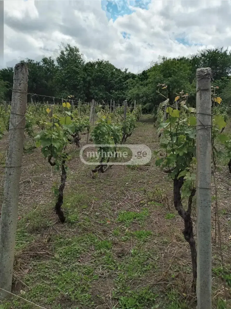 For Sale 10+ Room Sastumro Telavis Munitsipalitetshi view 6