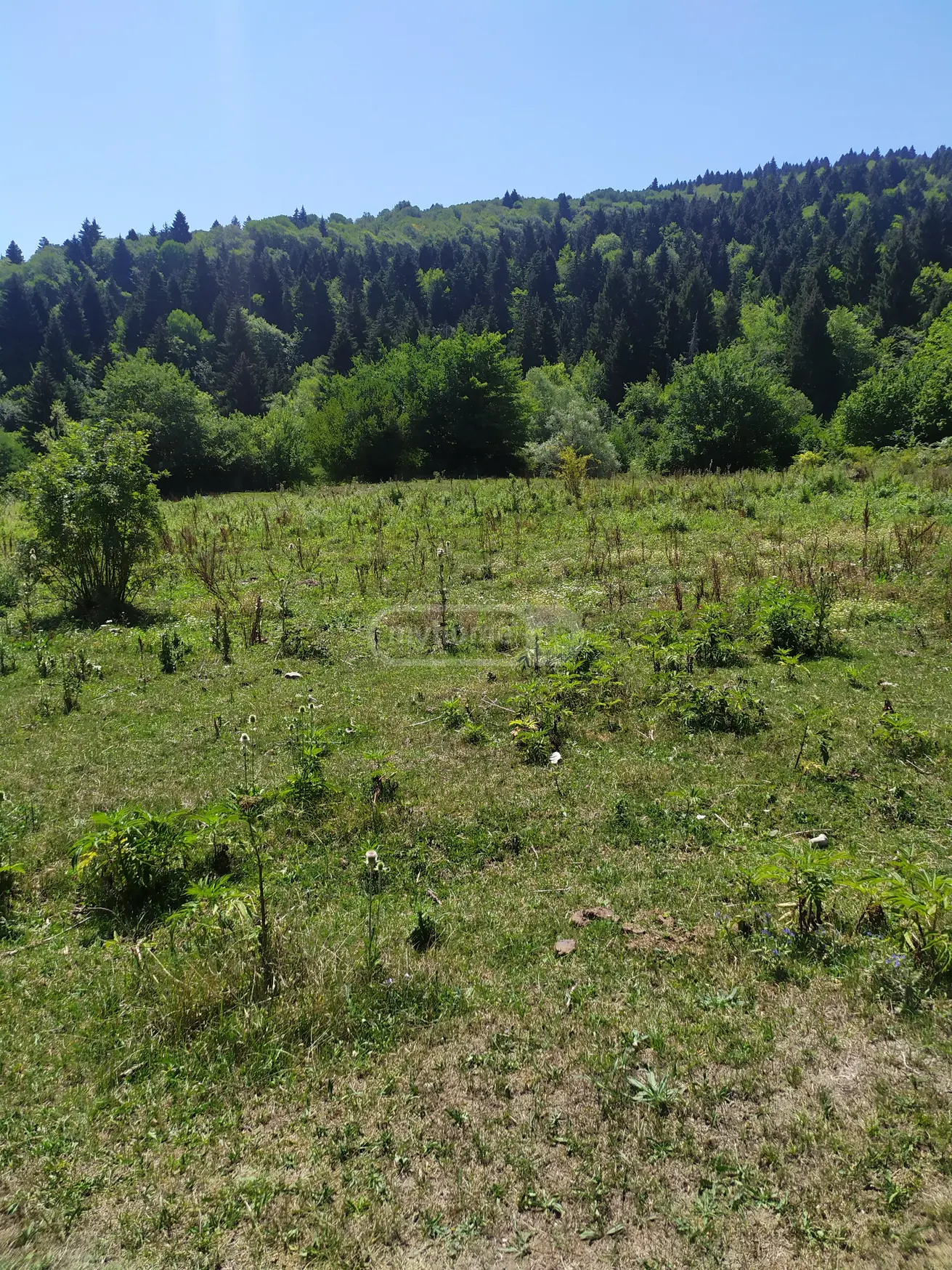 For Sale Sasoplo-Sameurneo Land Plot Ambrolaurshi view 1