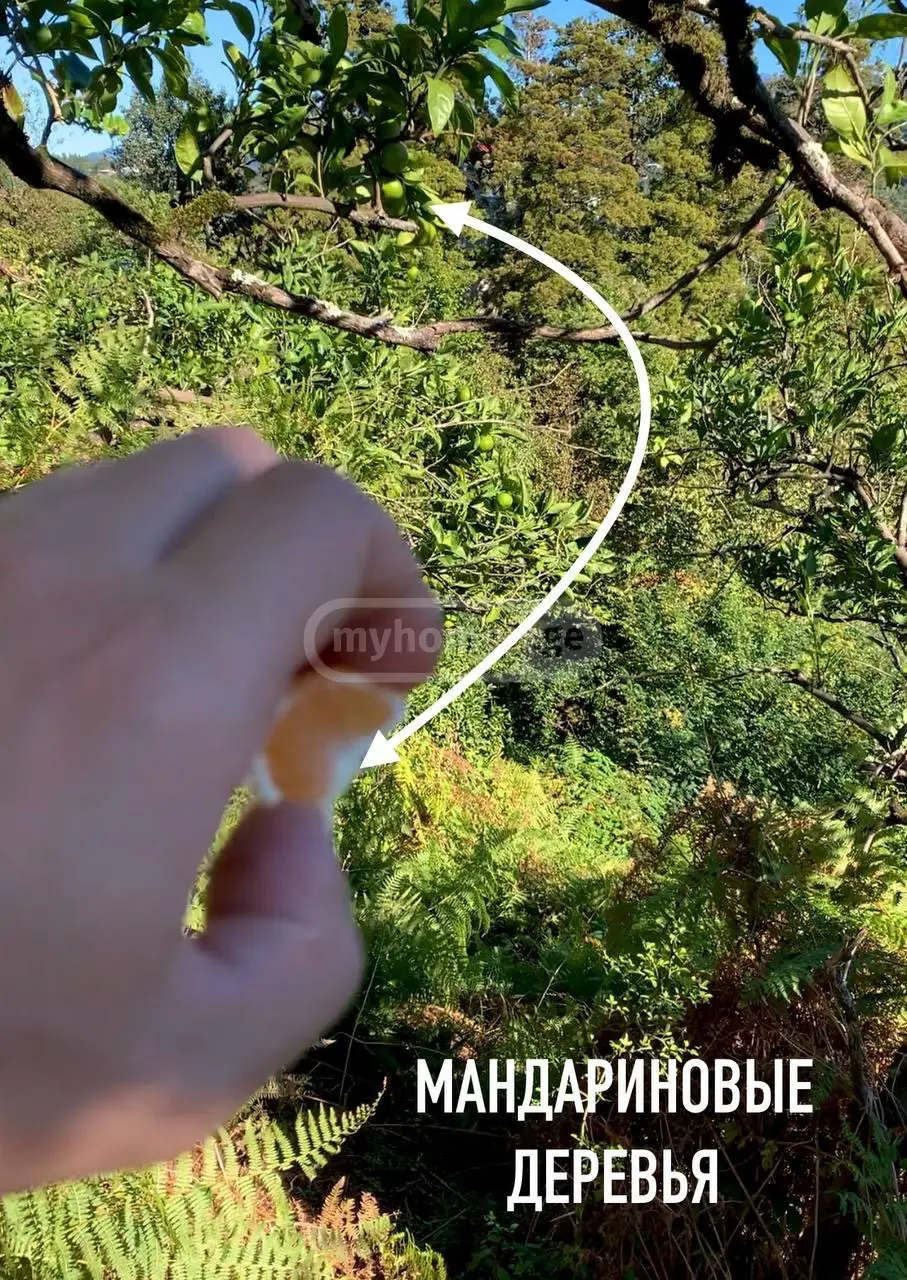 For Sale Sasoplo-Sameurneo Land Plot Kobuletis Munitsipalitetshi view 5
