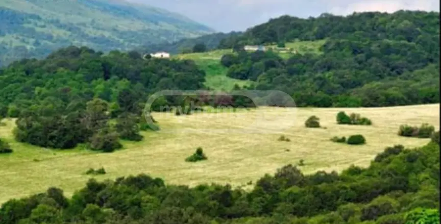 For Sale Sasoplo-Sameurneo Land Plot Gudaurshi view 10