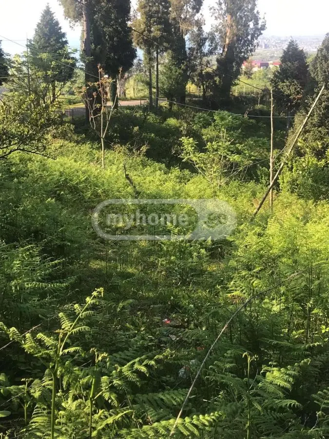 For Sale Sasoplo-Sameurneo Land Plot Kobuletis Munitsipalitetshi view 4