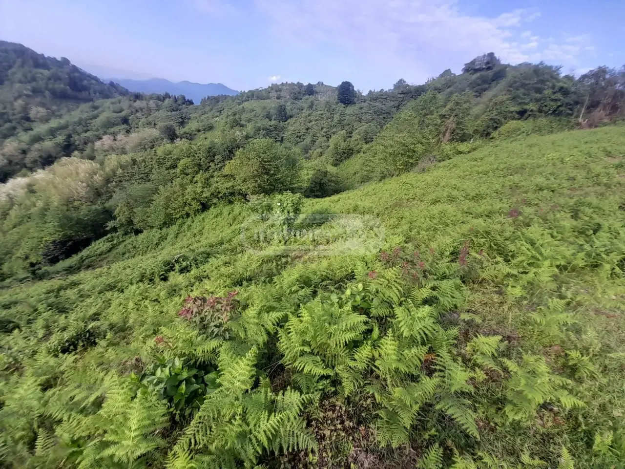 For Sale Sasoplo-Sameurneo Land Plot In Batumi view 9