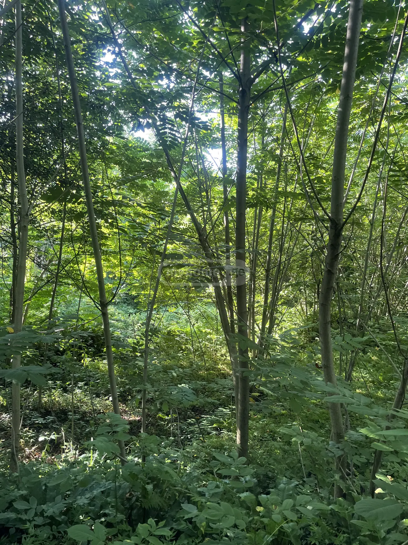 For Sale Sasoplo-Sameurneo Land Plot Kobuletis Munitsipalitetshi view 6