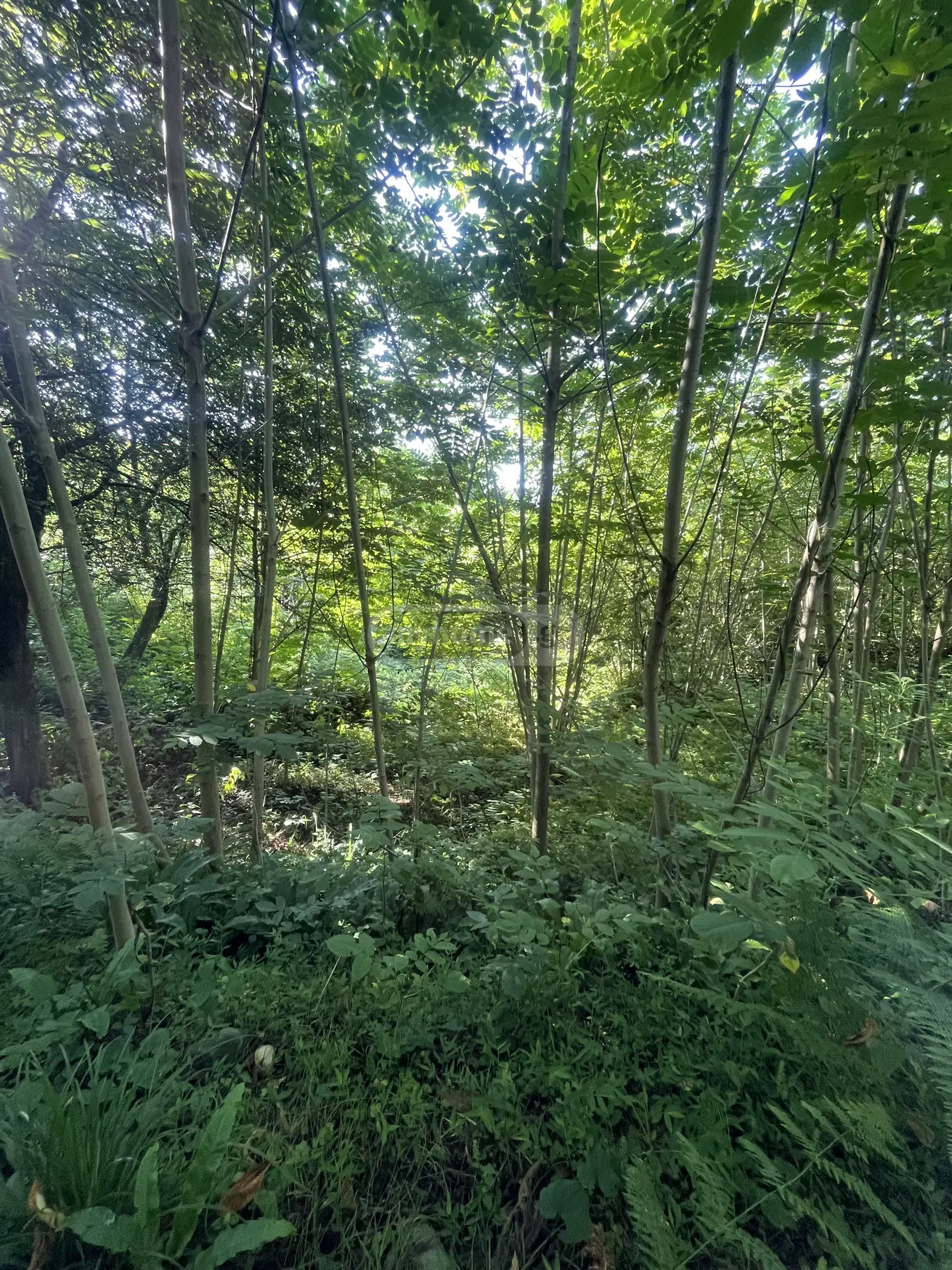 For Sale Sasoplo-Sameurneo Land Plot Kobuletis Munitsipalitetshi view 7