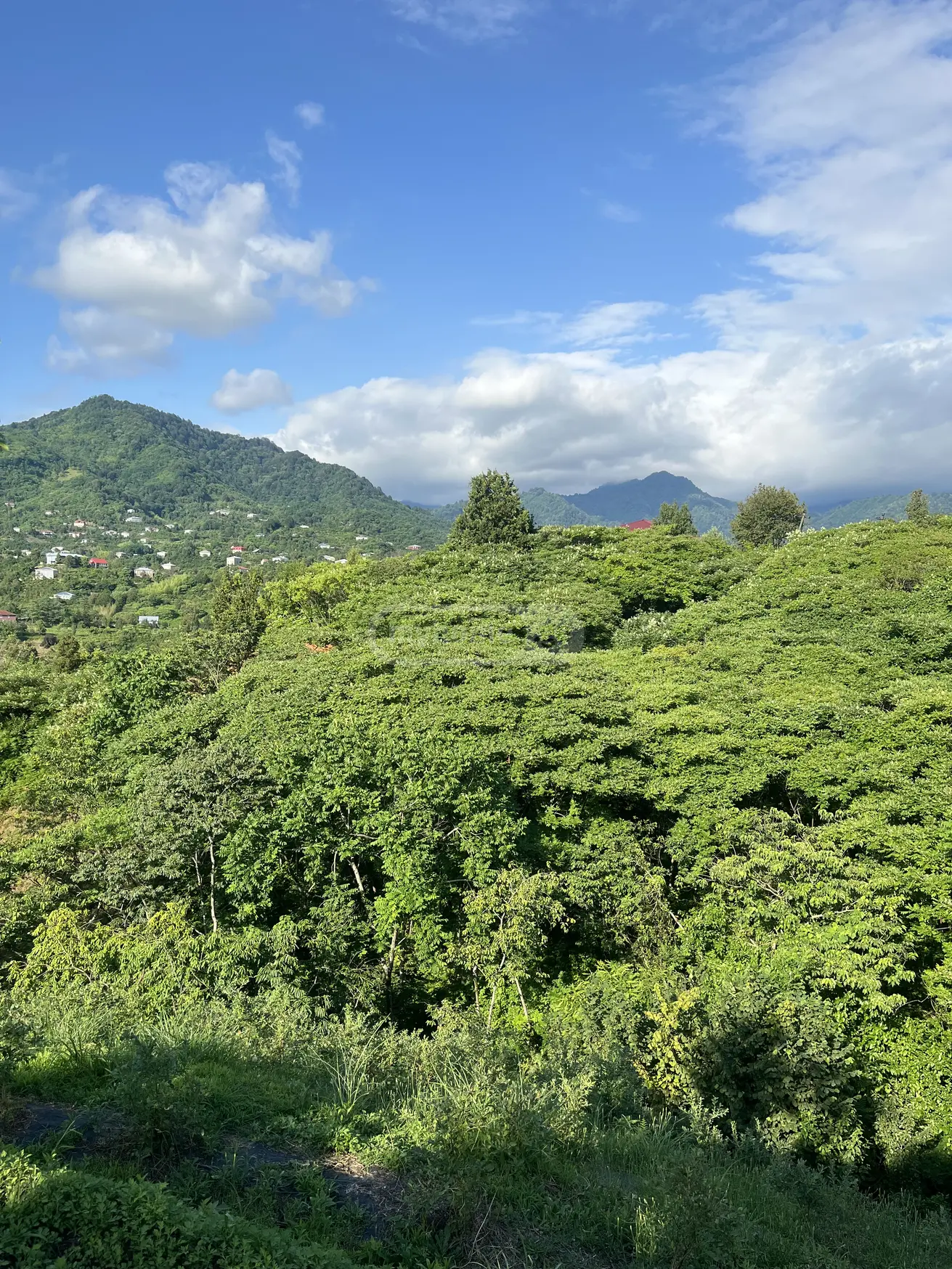 For Sale Sasoplo-Sameurneo Land Plot Kobuletis Munitsipalitetshi view 8