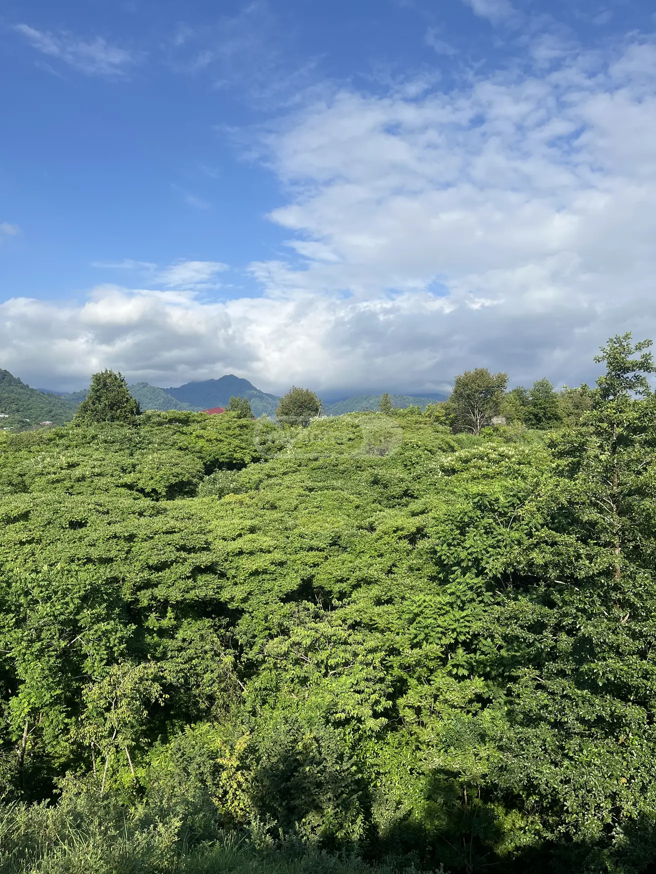 For Sale Sasoplo-Sameurneo Land Plot Kobuletis Munitsipalitetshi view 5