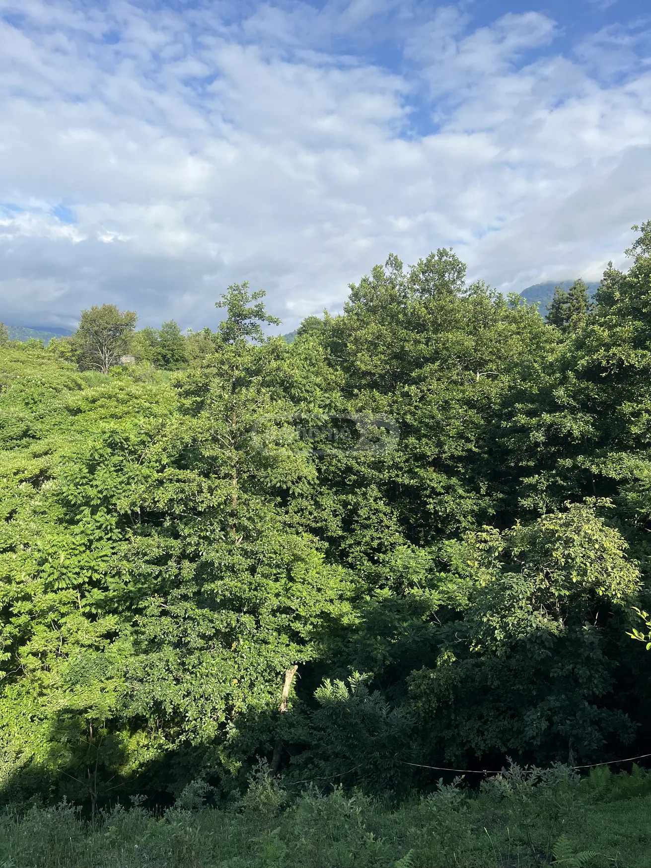 For Sale Sasoplo-Sameurneo Land Plot Kobuletis Munitsipalitetshi view 4