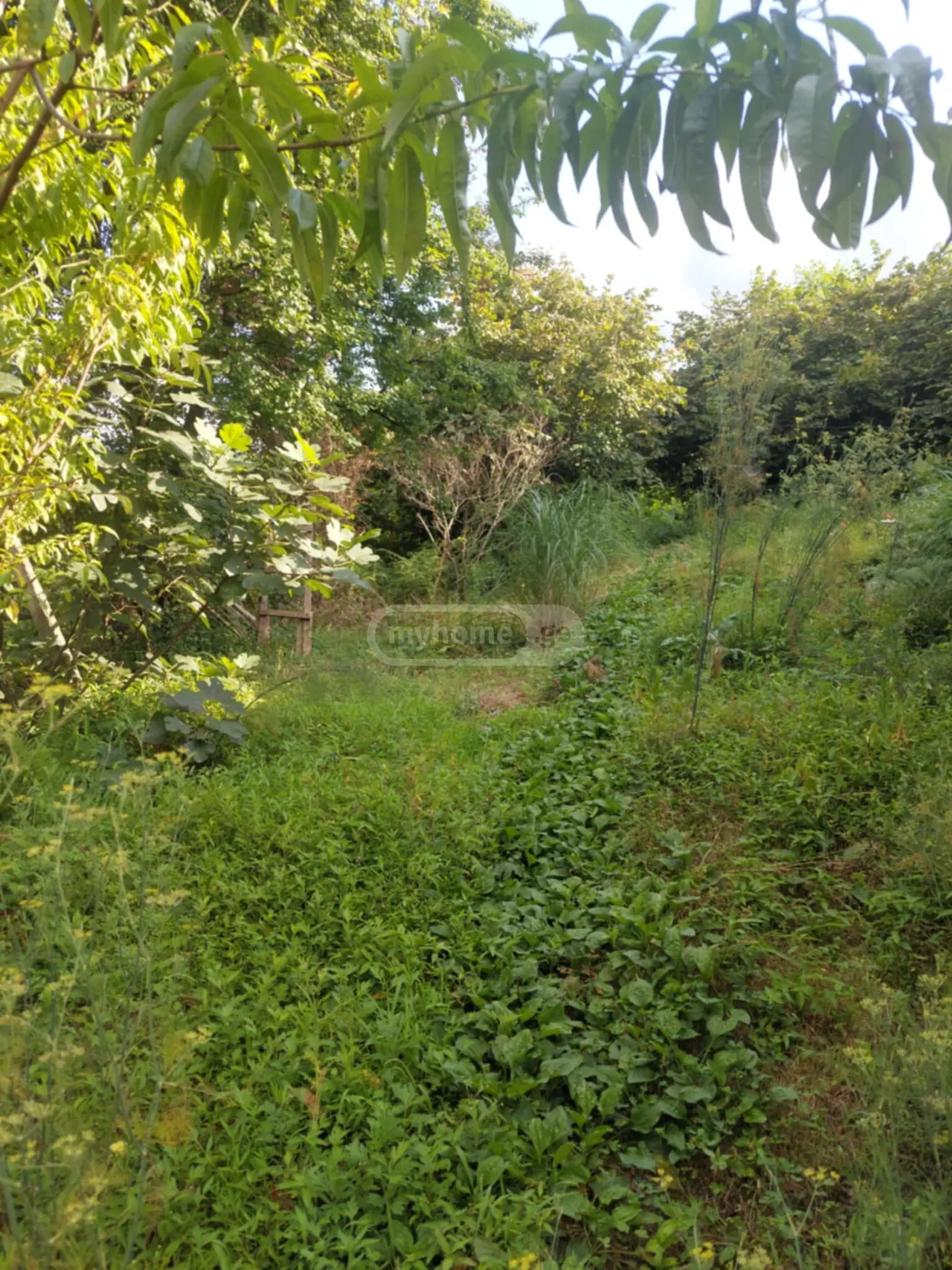 For Sale Sasoplo-Sameurneo Land Plot In Batumi view 6