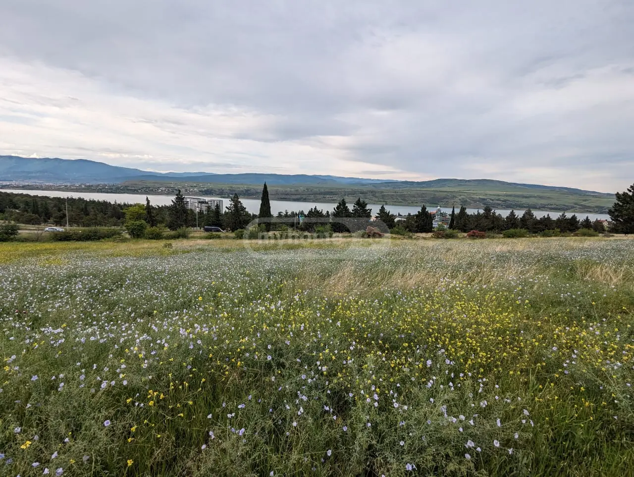 For Sale Sasoplo-Sameurneo Land Plot Tbilisis Zghvaze, 3 of 5