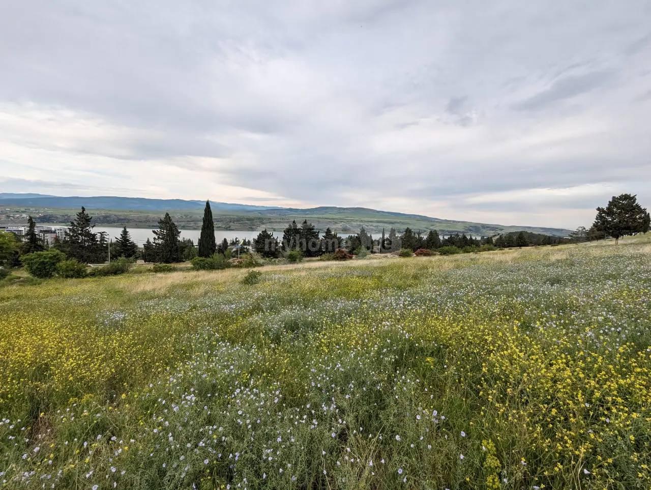 For Sale Sasoplo-Sameurneo Land Plot Tbilisis Zghvaze, 5 of 5