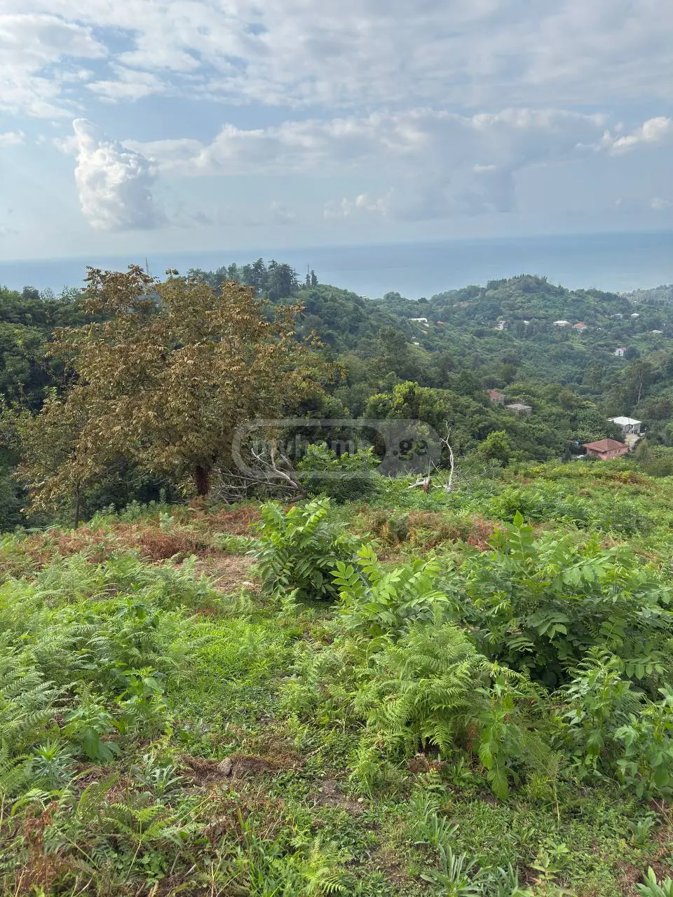 For Sale Ara Sasoplo-Sameurneo Land Plot In Batumi view 6