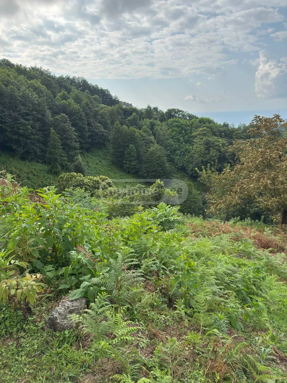 For Sale Ara Sasoplo-Sameurneo Land Plot In Batumi view 7