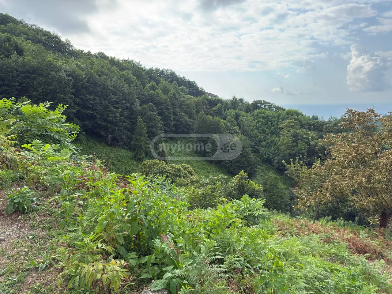 For Sale Ara Sasoplo-Sameurneo Land Plot In Batumi view 4