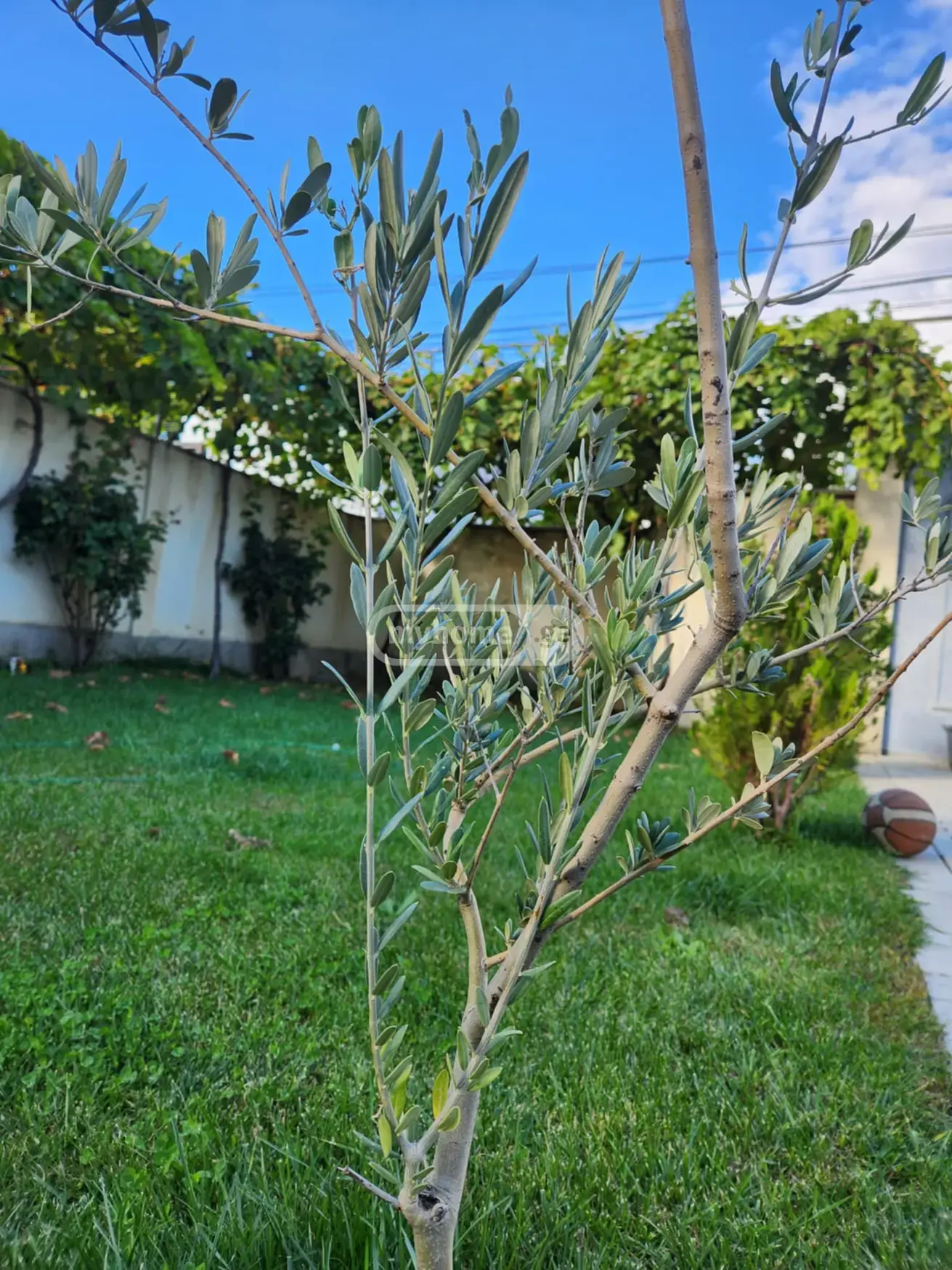 For Sale 6 Room Private House Dighomi 1-9-Shi, 7 of 9