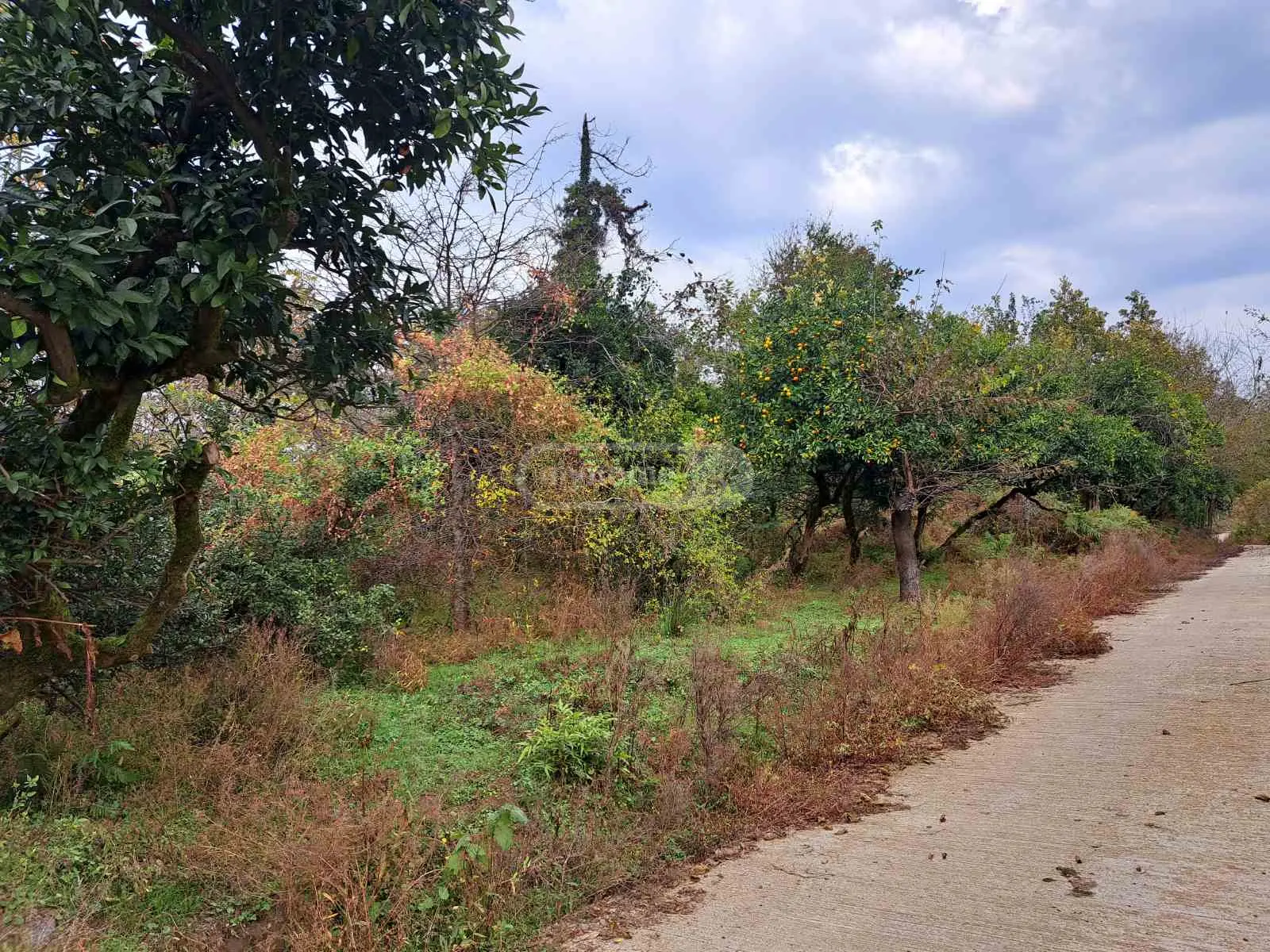 For Sale Sasoplo-Sameurneo Land Plot Ozurgetis Munitsipalitetshi view 3