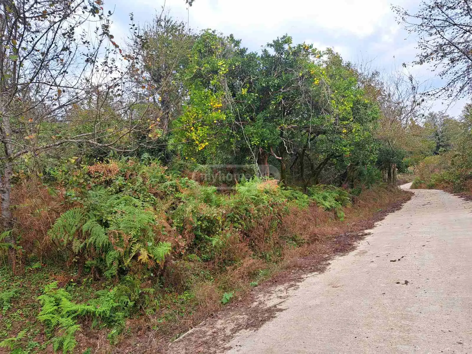 For Sale Sasoplo-Sameurneo Land Plot Ozurgetis Munitsipalitetshi view 2