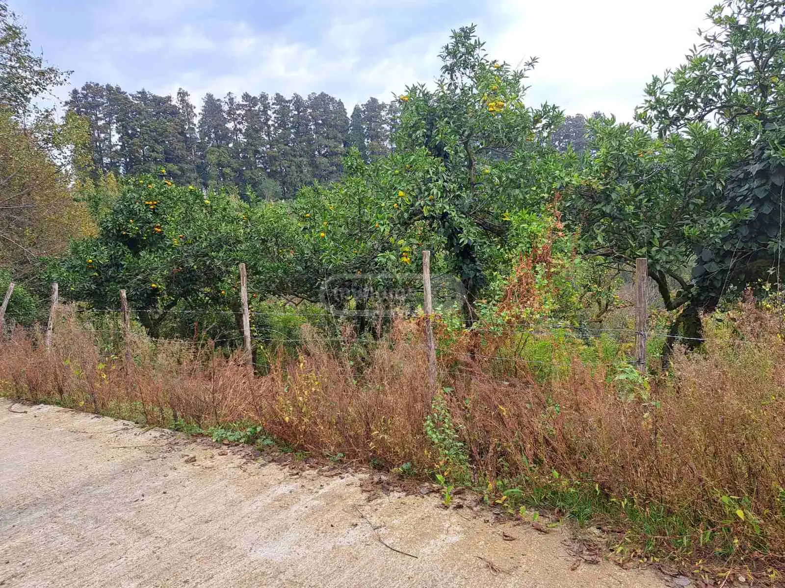 For Sale Sasoplo-Sameurneo Land Plot Ozurgetis Munitsipalitetshi view 1