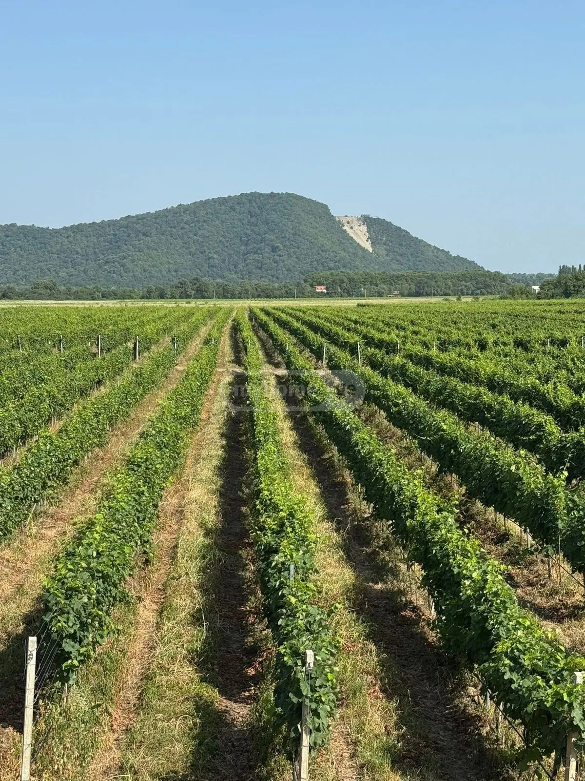 For Sale Sasoplo-Sameurneo Land Plot Qvarlis Munitsipalitetshi view 14