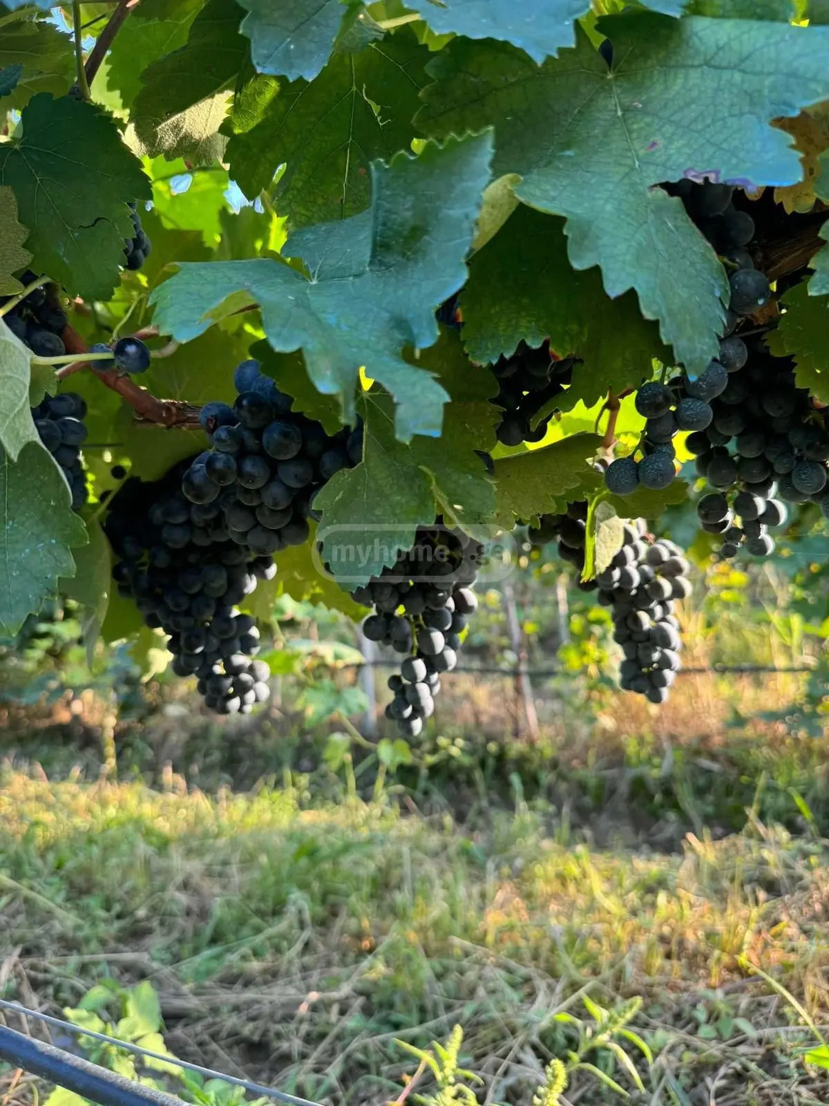 For Sale Sasoplo-Sameurneo Land Plot Qvarlis Munitsipalitetshi view 2