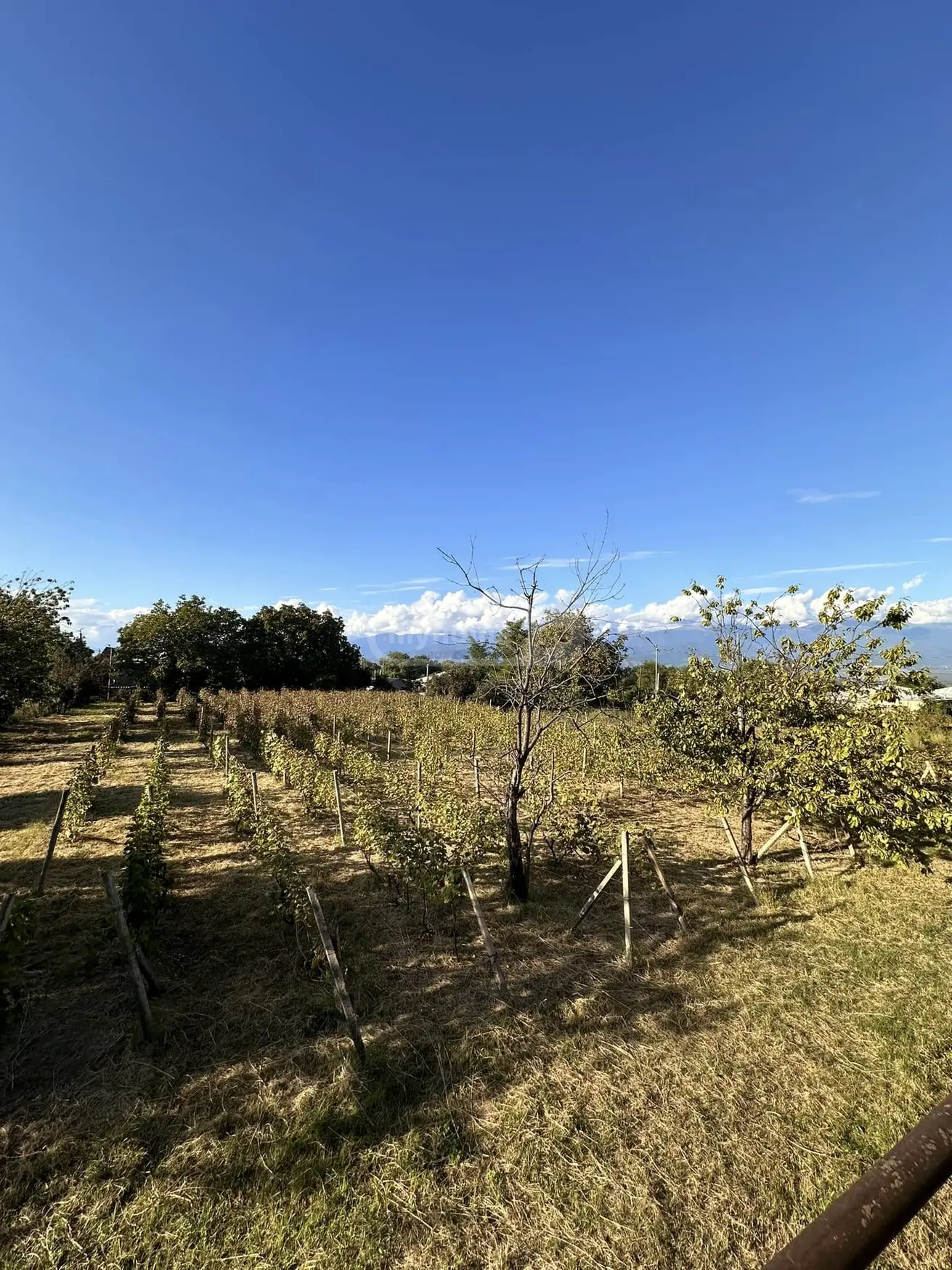 For Sale 10+ Room Private House Telavis Munitsipalitetshi view 3