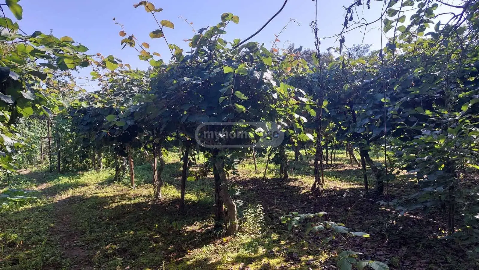Продажа 4-комната Частный дом в Zugdidis Munitsipalitetshi view 13