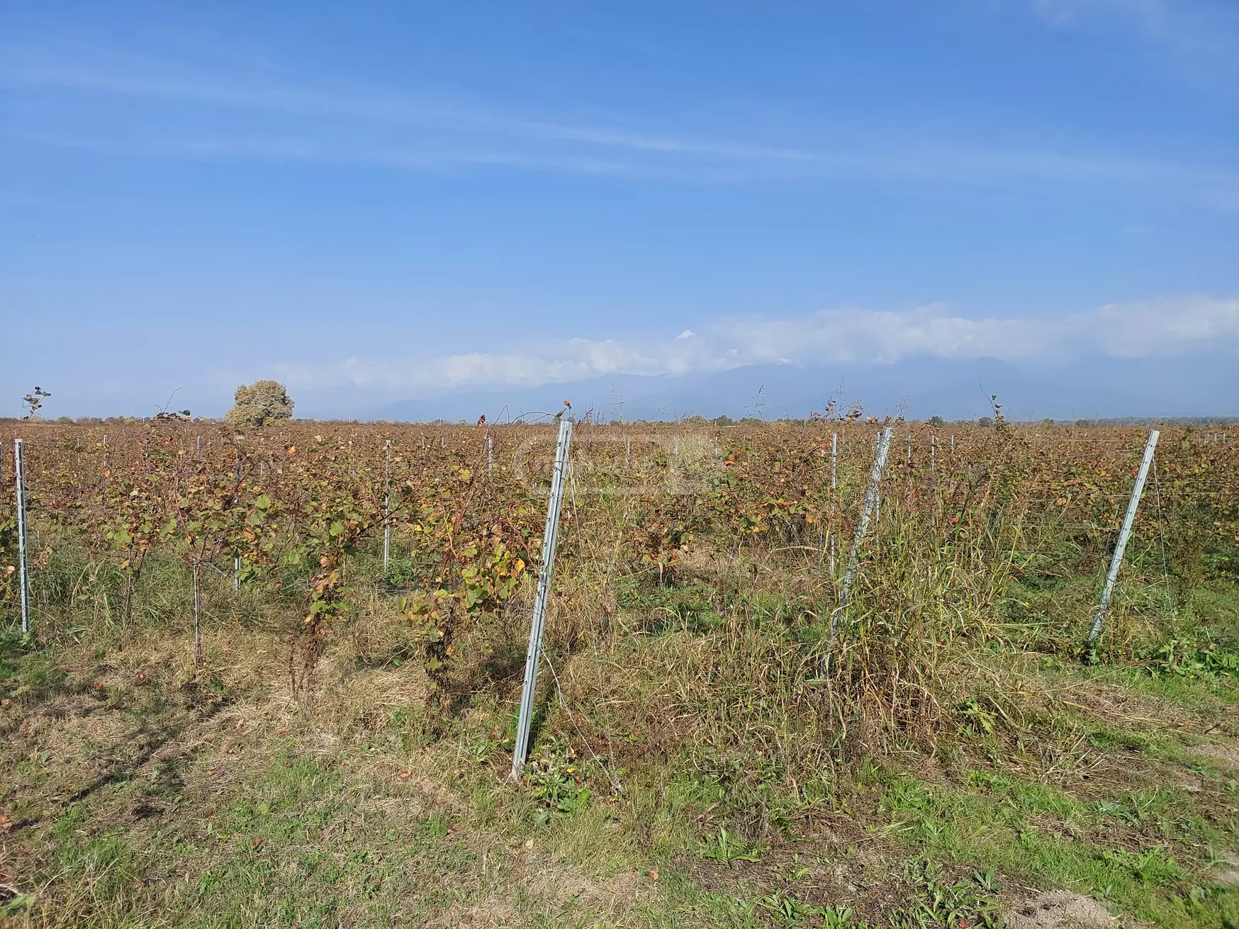 For Sale Sasoplo-Sameurneo Land Plot Gurjaanshi view 6