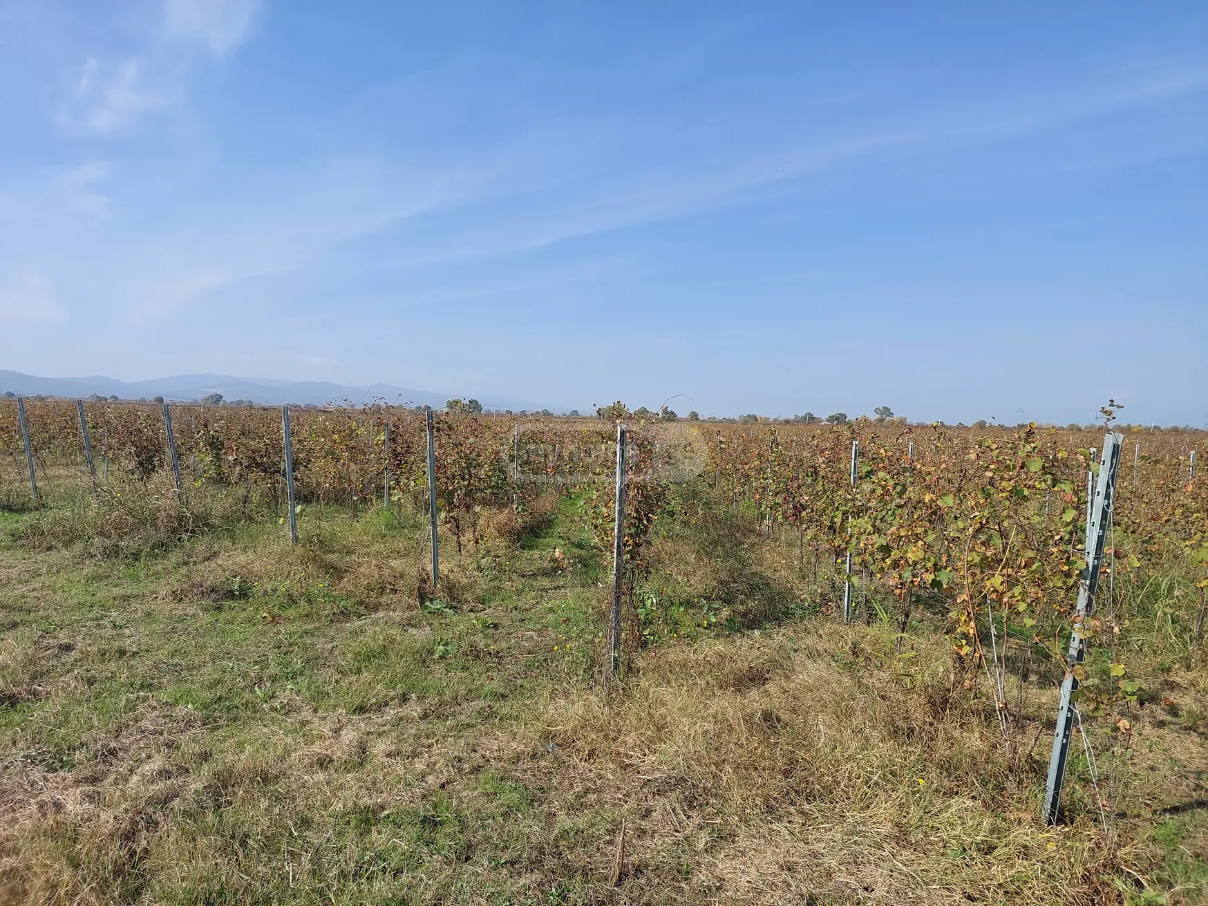 For Sale Sasoplo-Sameurneo Land Plot Gurjaanshi view 5