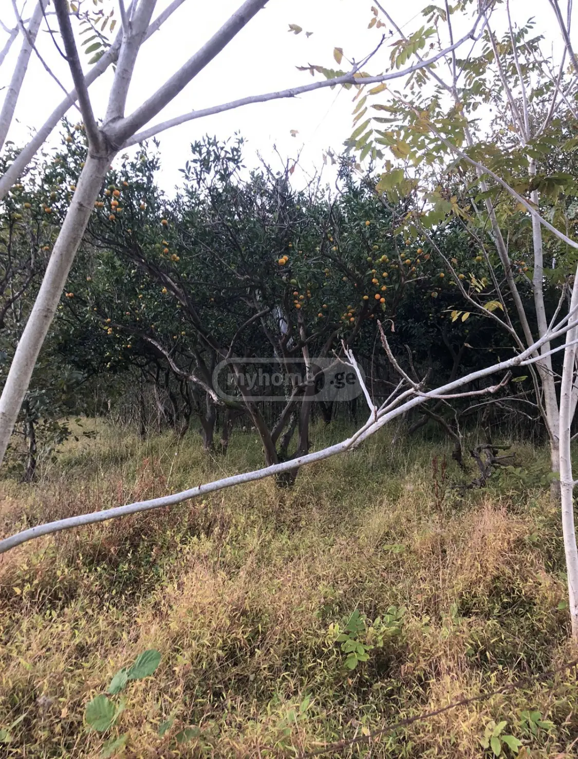For Sale Sasoplo-Sameurneo Land Plot Khelvachauris Munitsipalitetshi view 2