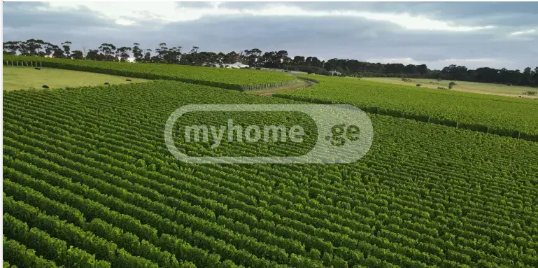 For Sale Sasoplo-Sameurneo Land Plot Qvarlis Munitsipalitetshi view 1