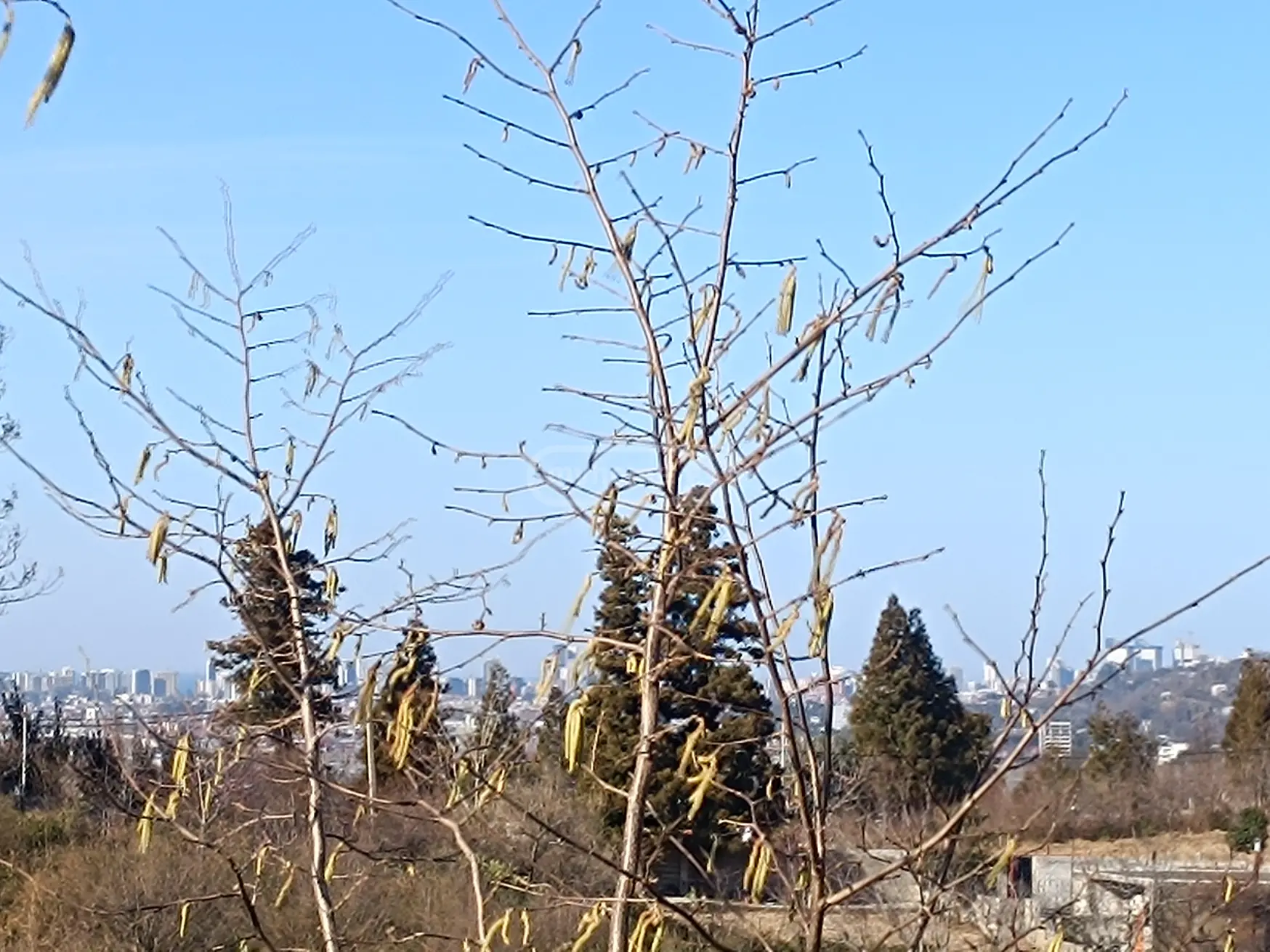 For Sale Sasoplo-Sameurneo Land Plot In Batumi view 13