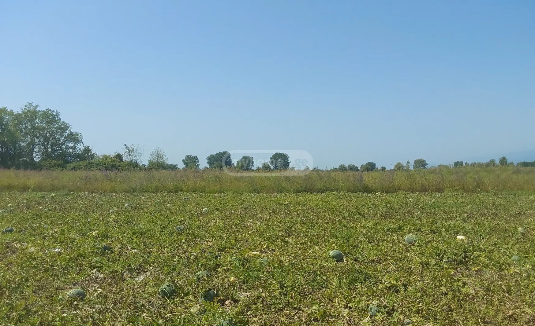 For Sale Sasoplo-Sameurneo Land Plot Lagodekhshi view 2