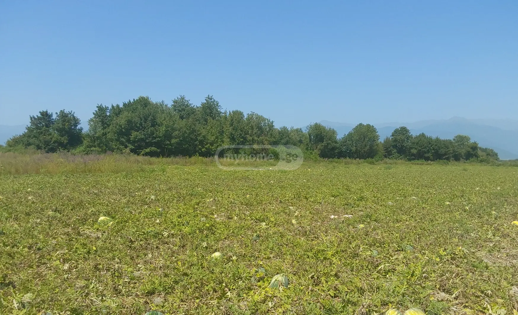 For Sale Sasoplo-Sameurneo Land Plot Lagodekhshi view 1