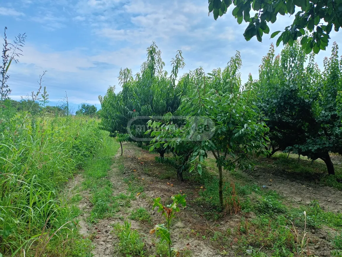 Продажа Земля / участок в Gurjaanshi view 1
