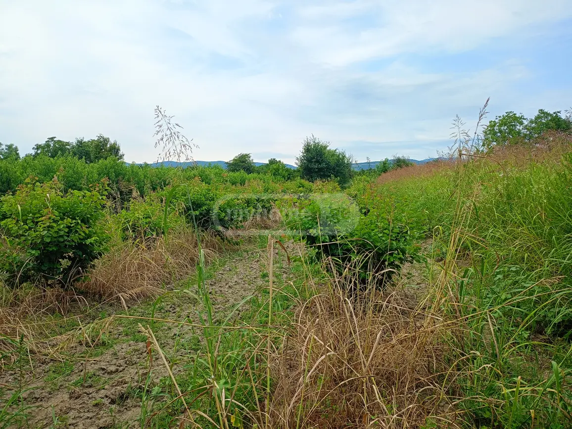 Продажа Земля / участок в Gurjaanshi view 3