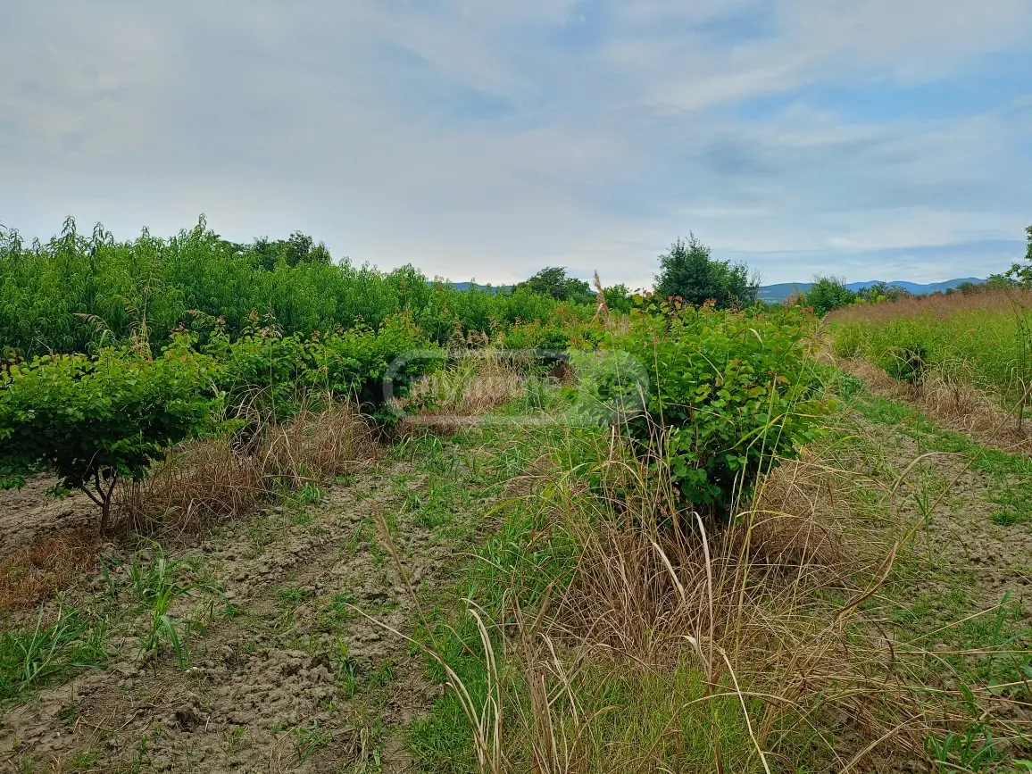Продажа Земля / участок в Gurjaanshi view 2