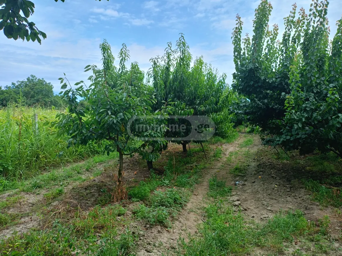 Продажа Земля / участок в Gurjaanshi view 4
