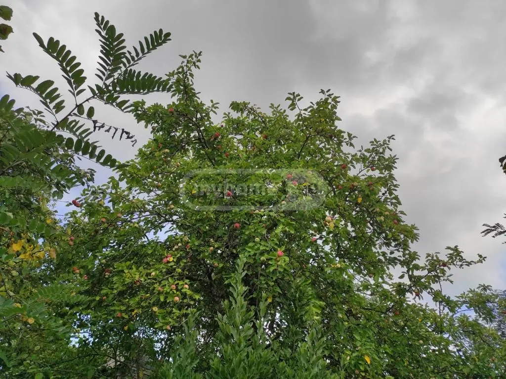 For Sale Ara Sasoplo-Sameurneo Land Plot Samtrediashi view 3