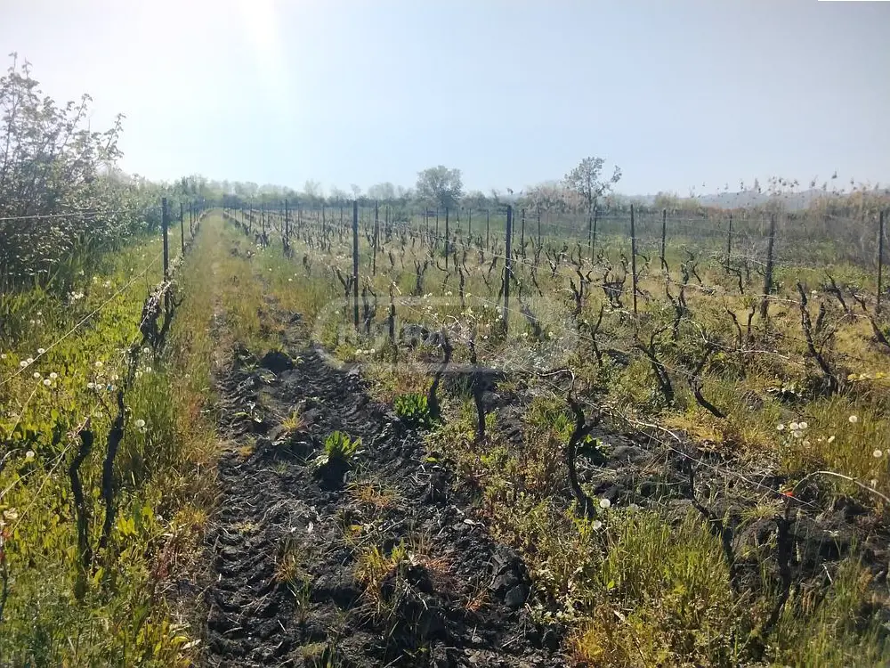 For Sale Sasoplo-Sameurneo Land Plot Sighnaghshi view 1