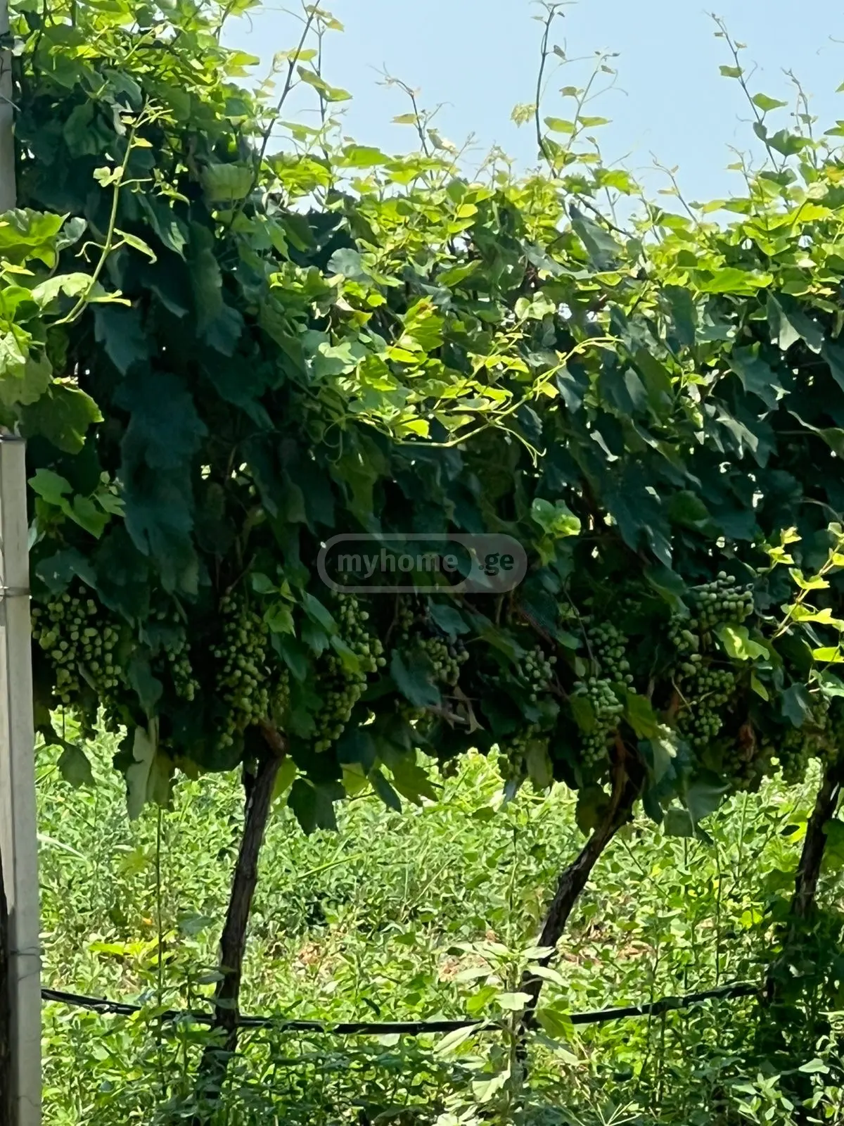 For Sale Sasoplo-Sameurneo Land Plot Qvarlis Munitsipalitetshi view 11